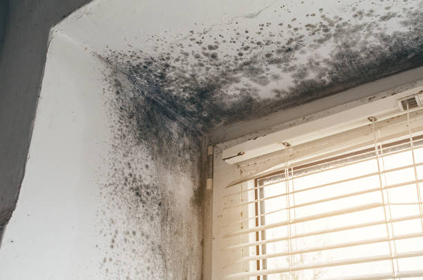 Affordable Basement Mold Removal solutions in Dacula, GA